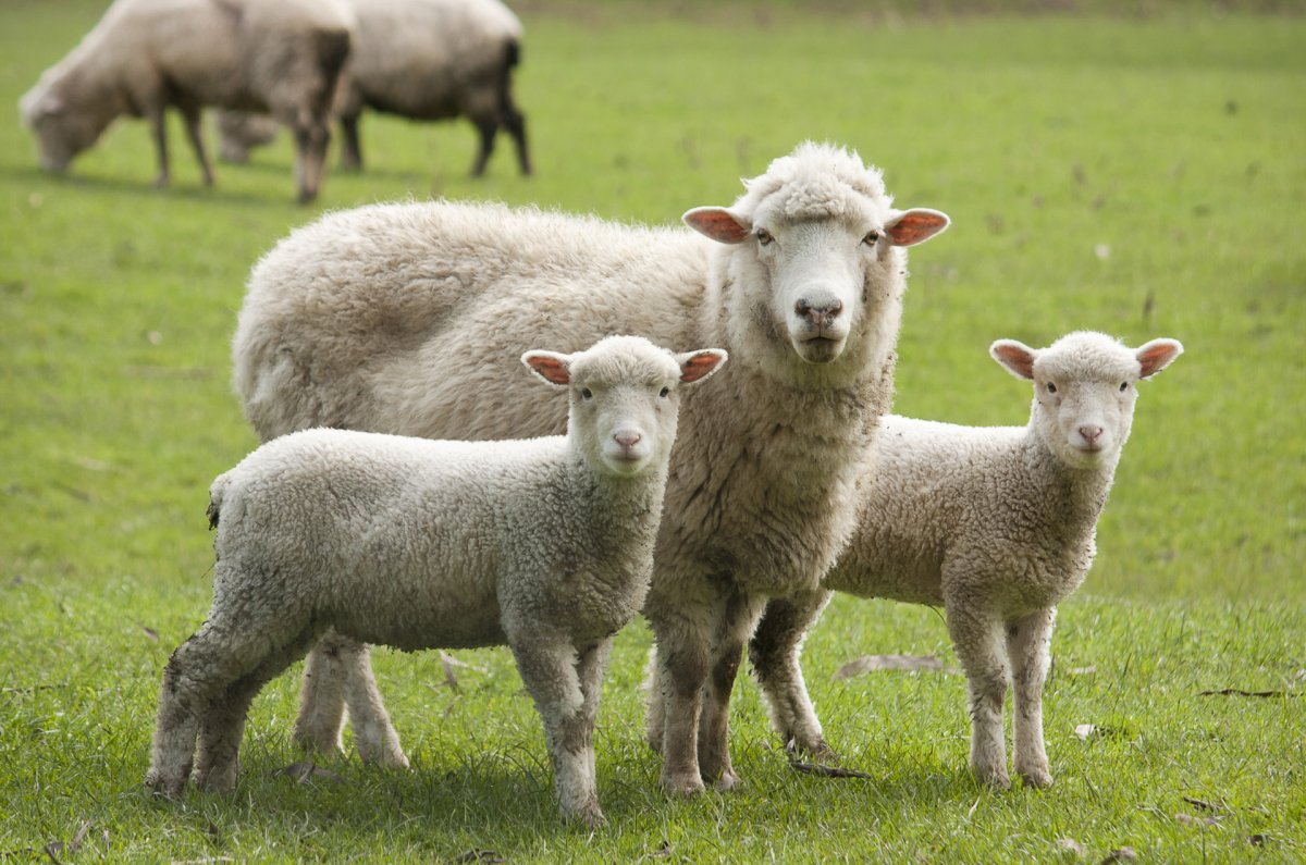 Семья овец