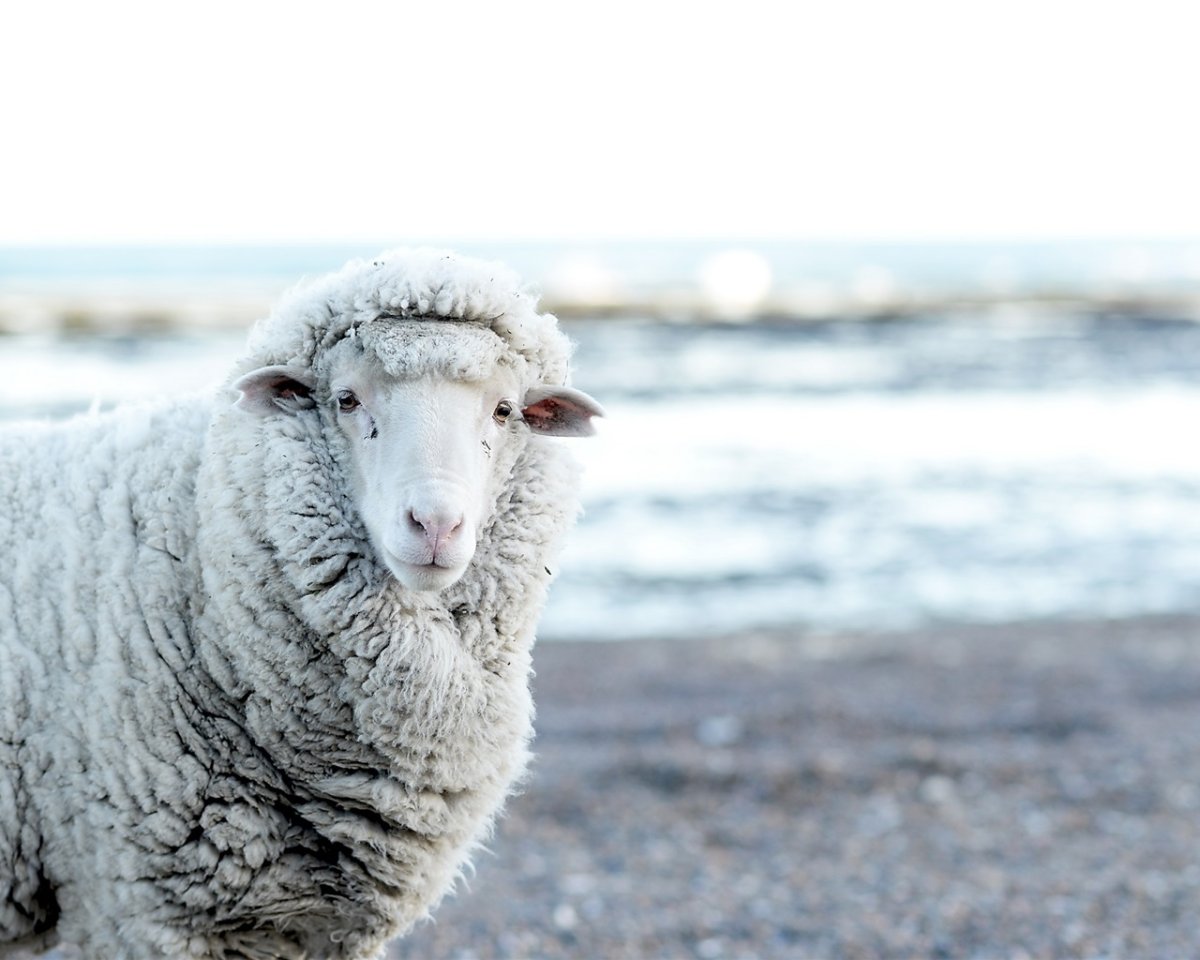 Сальская овца