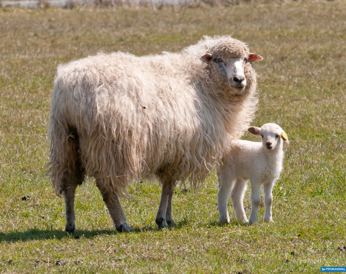 Баран овца ягненок