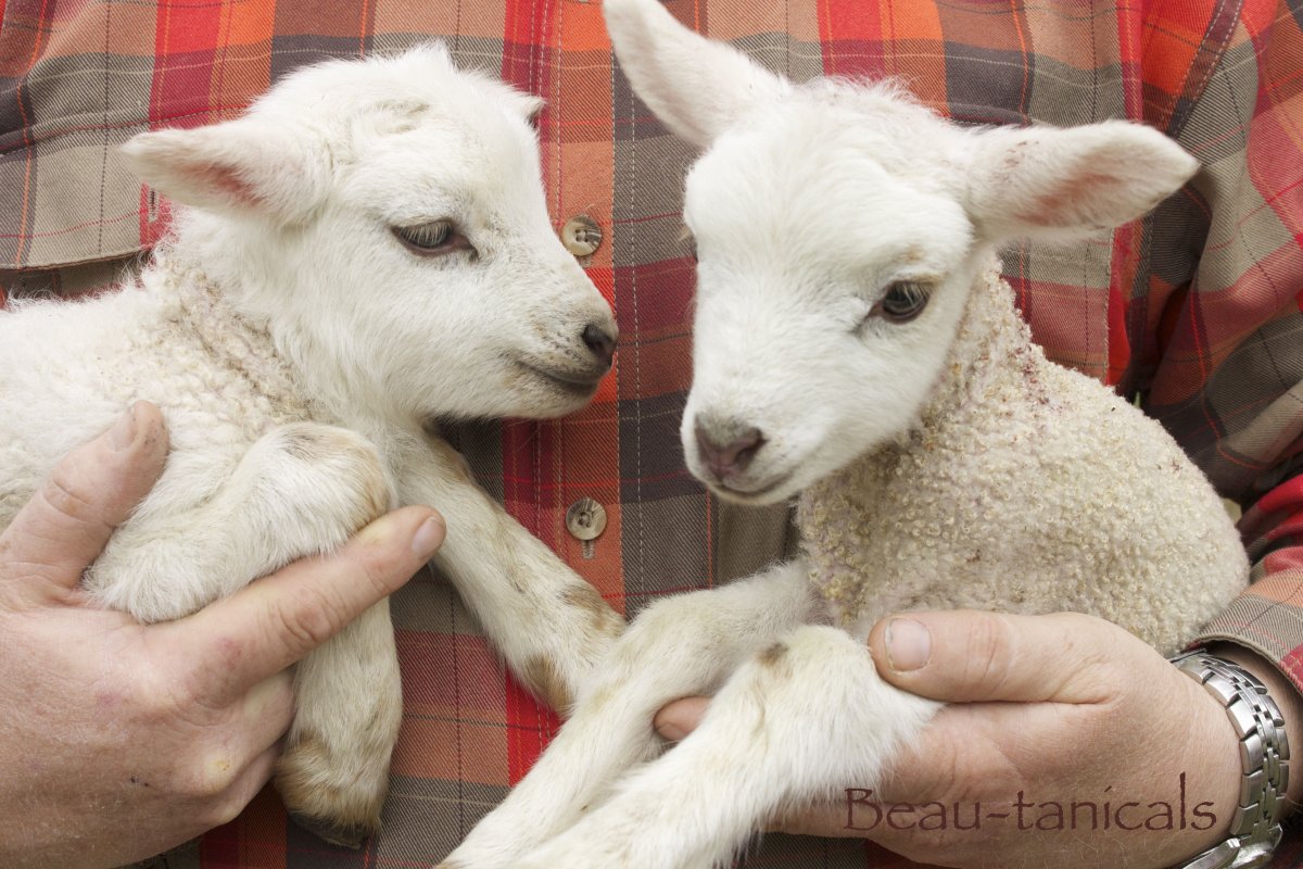 Ягненок на руках