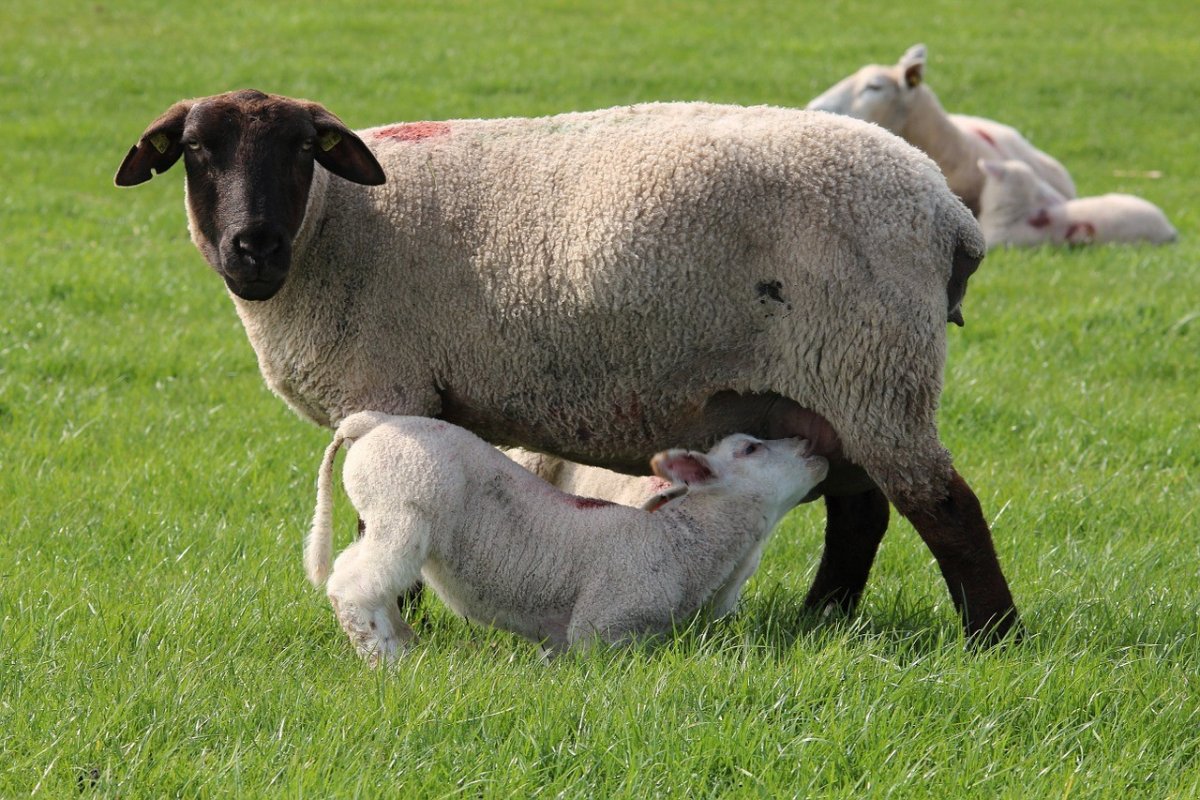 Баран овца ягненок