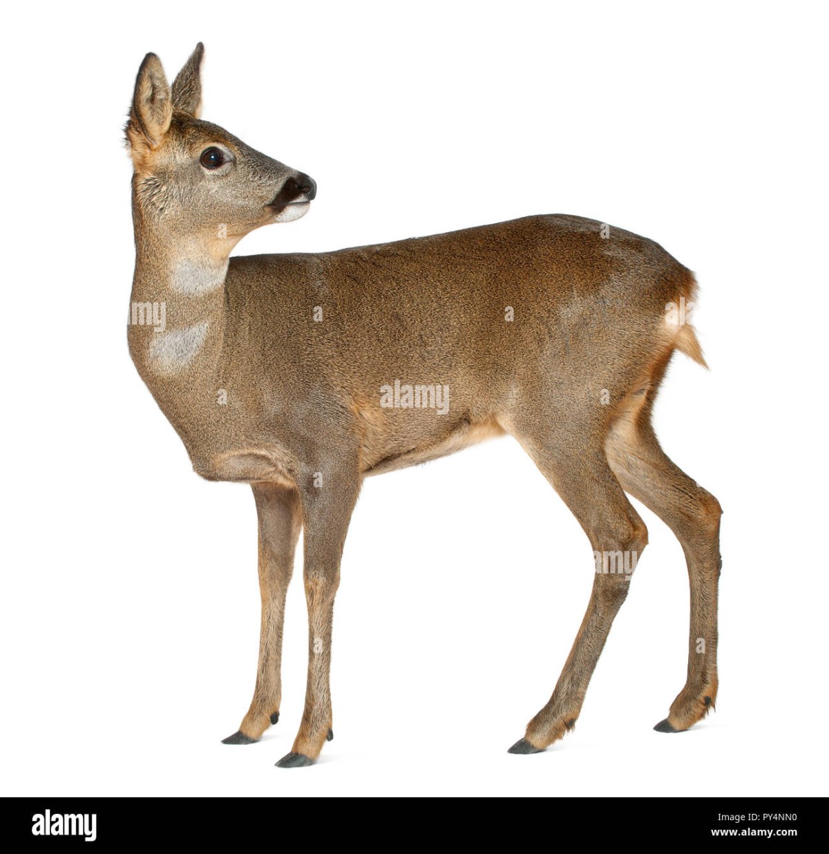 Косуля рисунок для детей