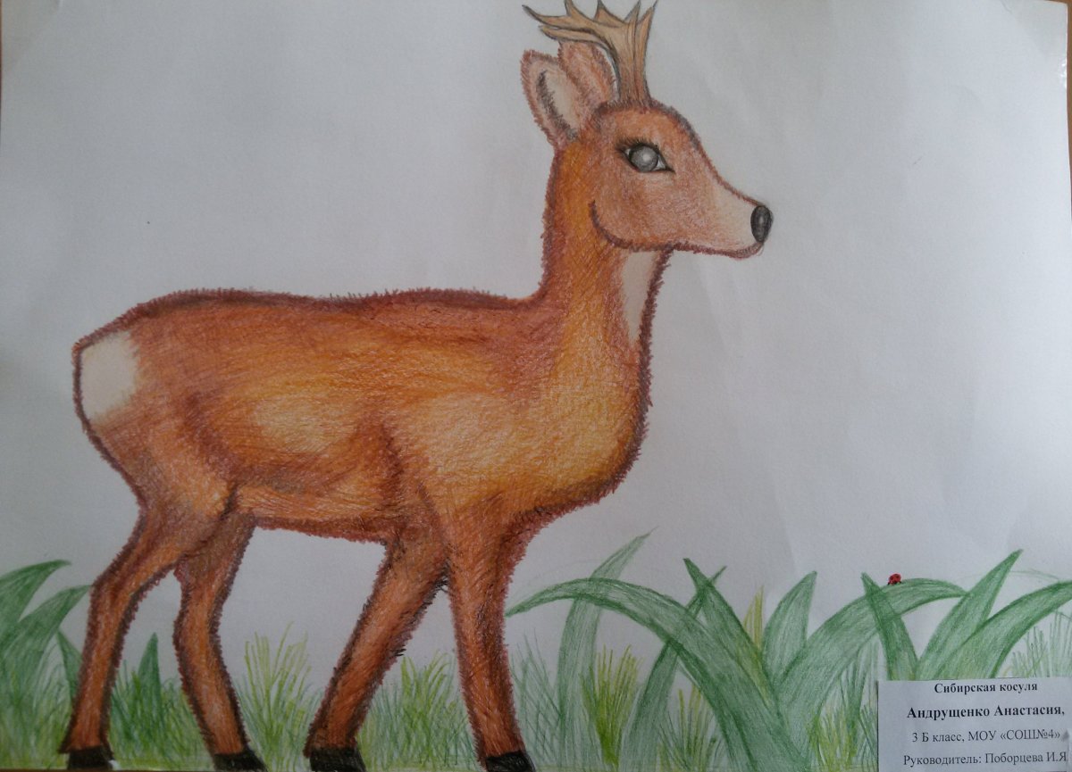 Косуля на белом фоне