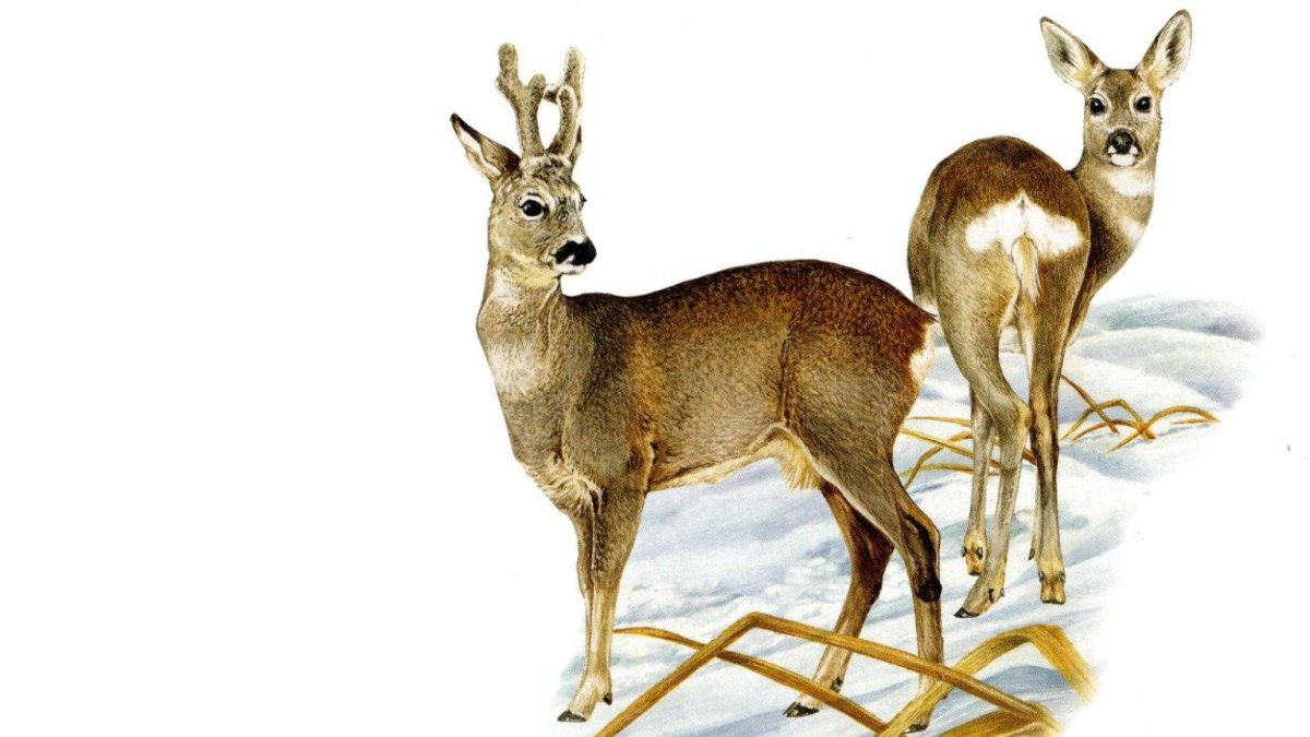 Косуля Сибирская