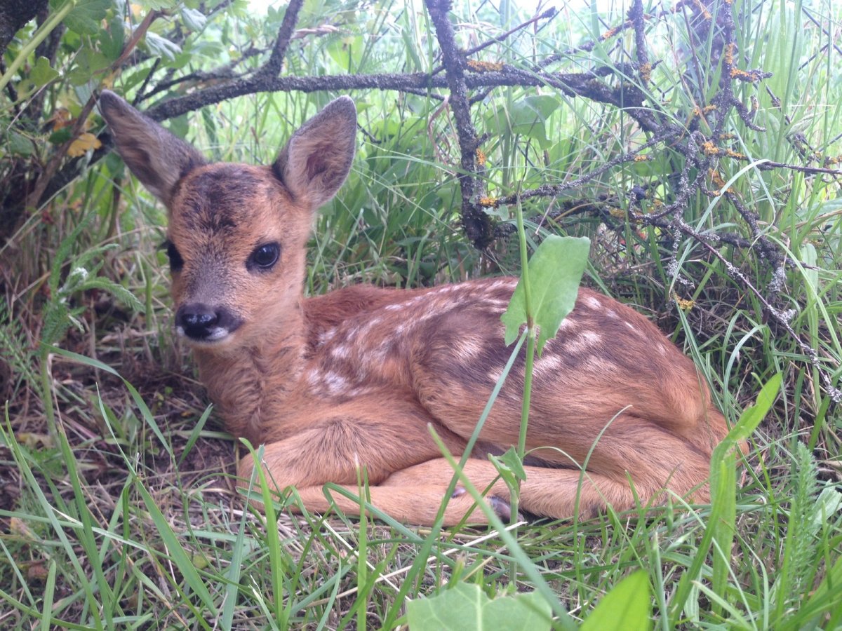 Пауль Крапф художник