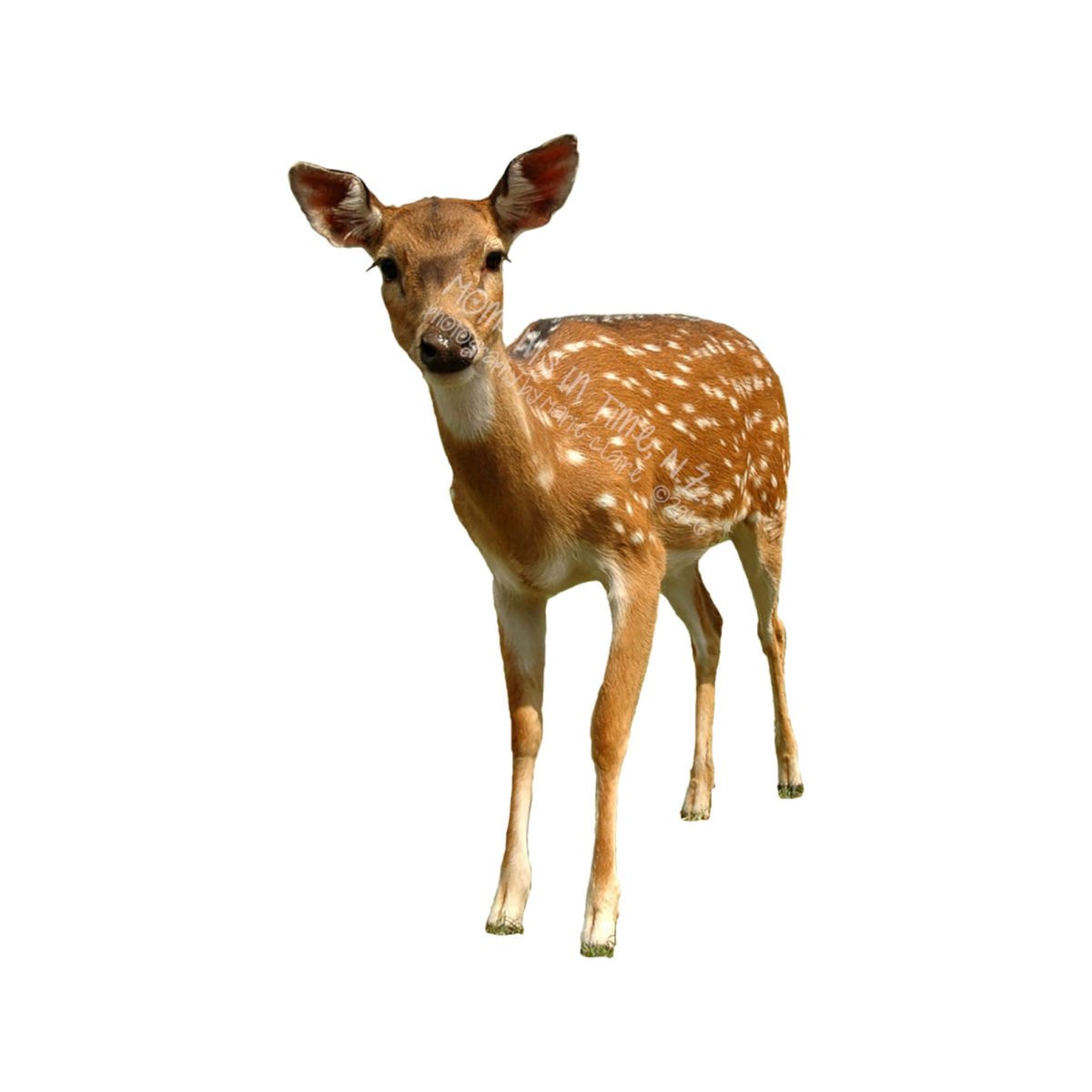 Аппликации Олененок