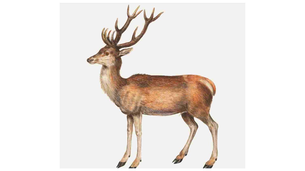 Зимний лес акварель олень