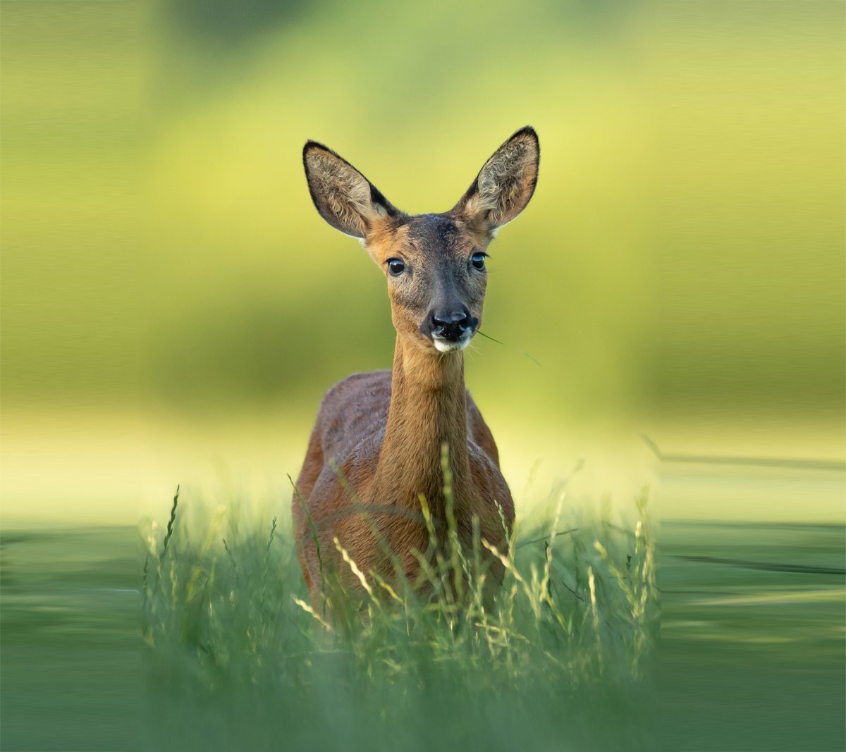 Олененок на белом фоне