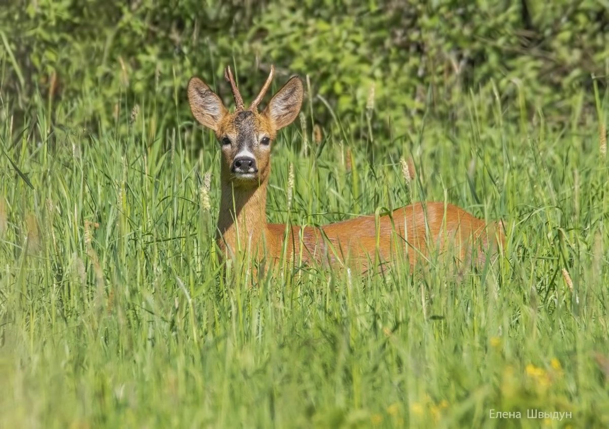 Чертеж косули