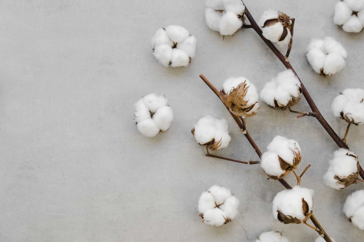 Мак Акация хлопчатник