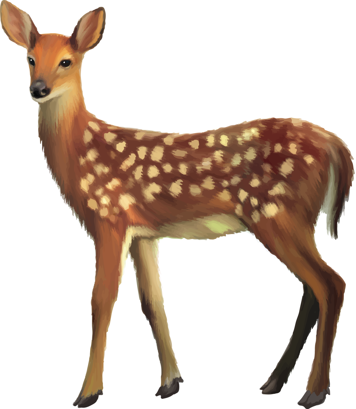 Европейская косуля на белом фоне