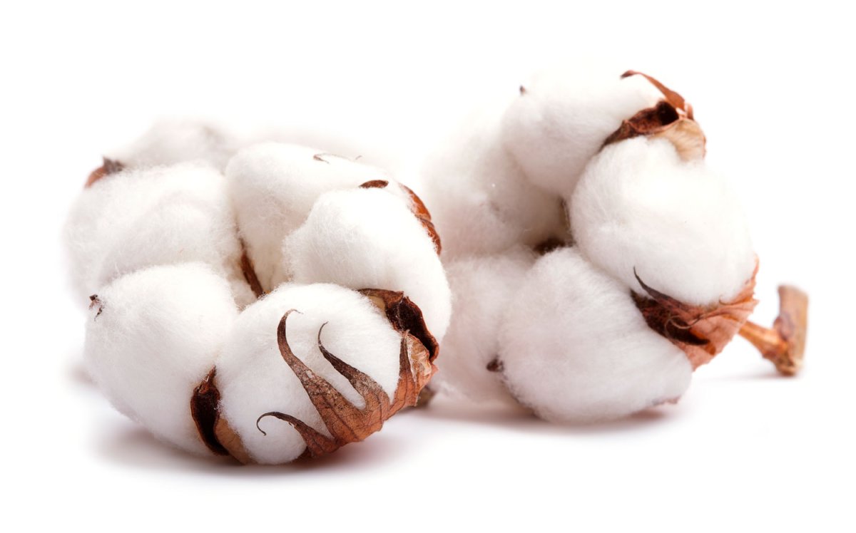 Коробочка хлопка