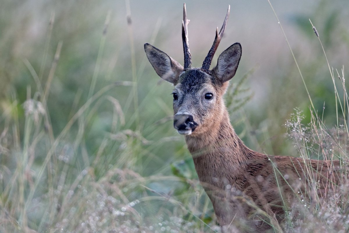 Олень молодой молодая Газель