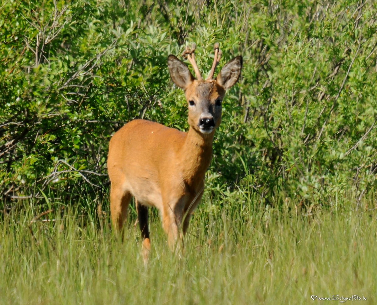 Лань для детей