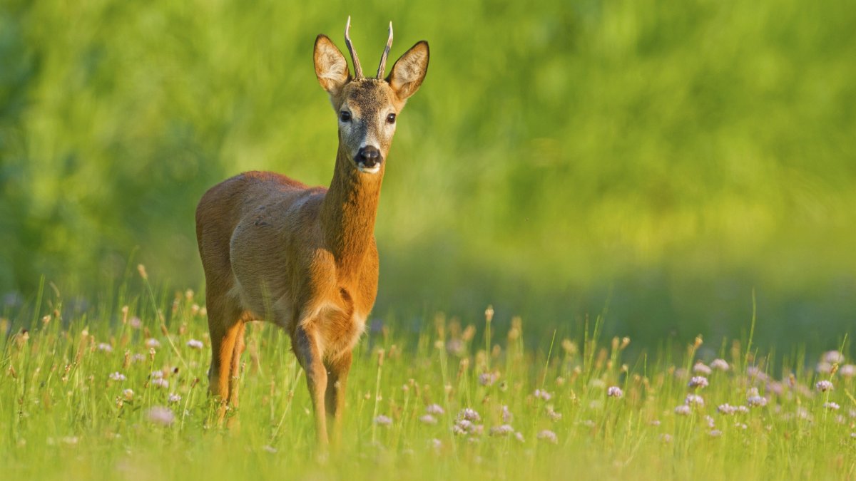 Покрывало олень косуля