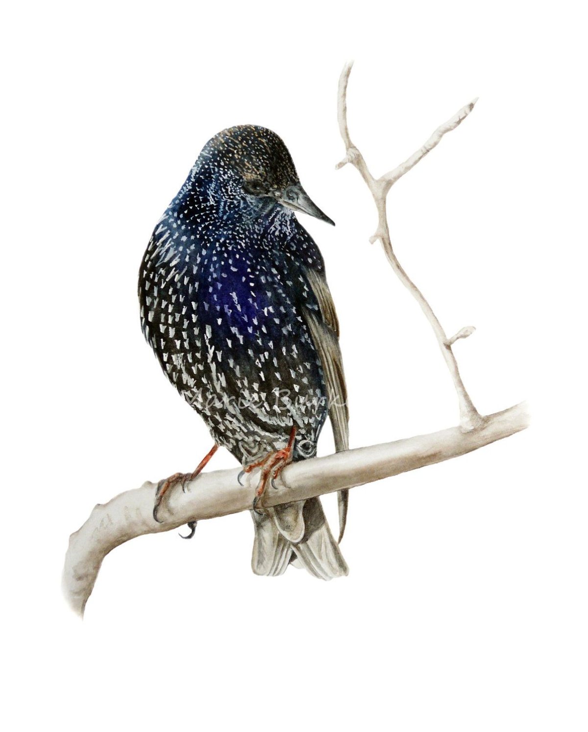 Снегирев Геннадий скворец