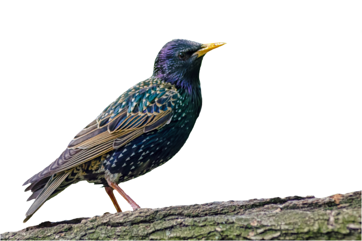 Скворец на белом фоне