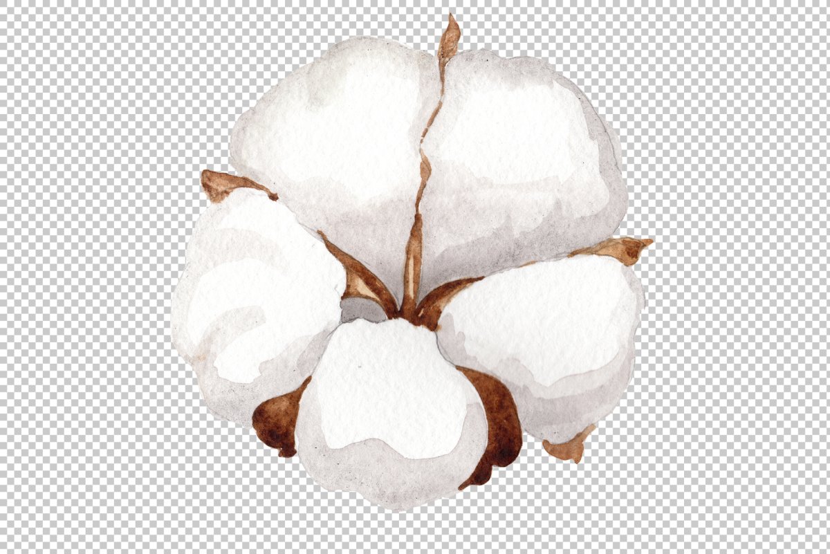 Хлопок цветок на белом фоне