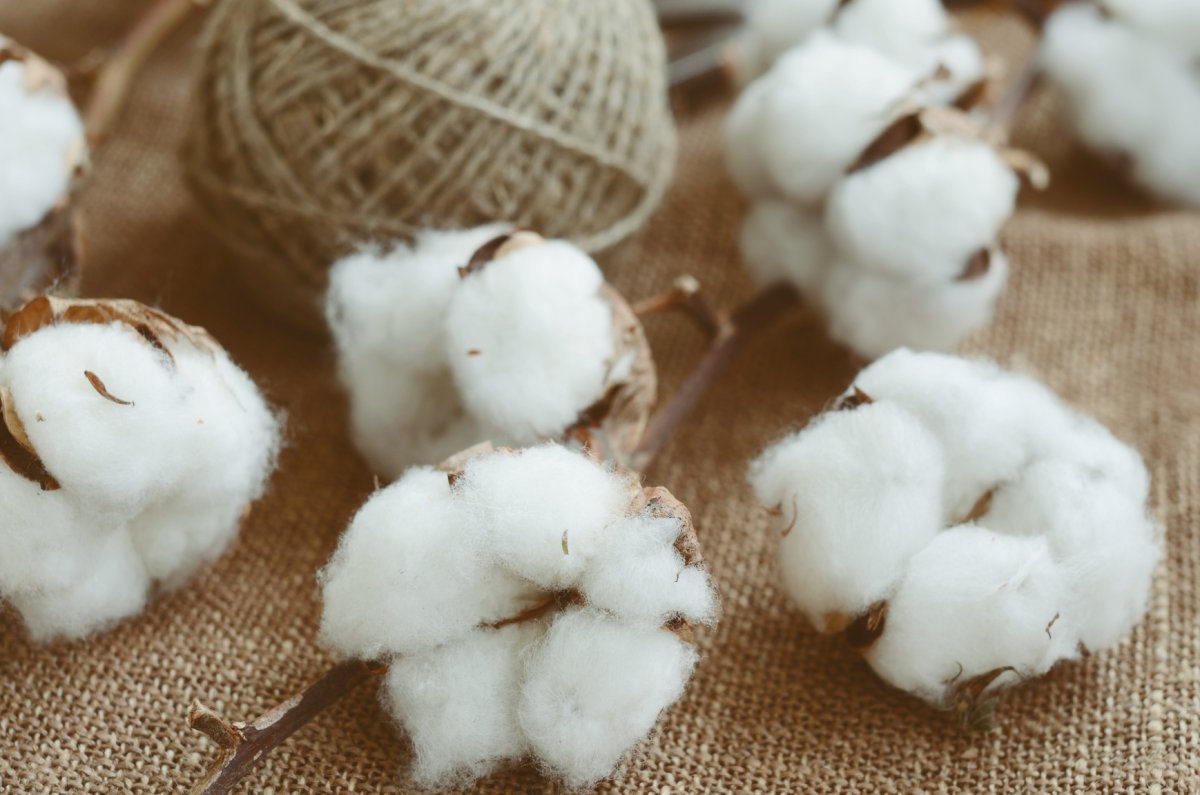 Хлопок коробочки и ткань