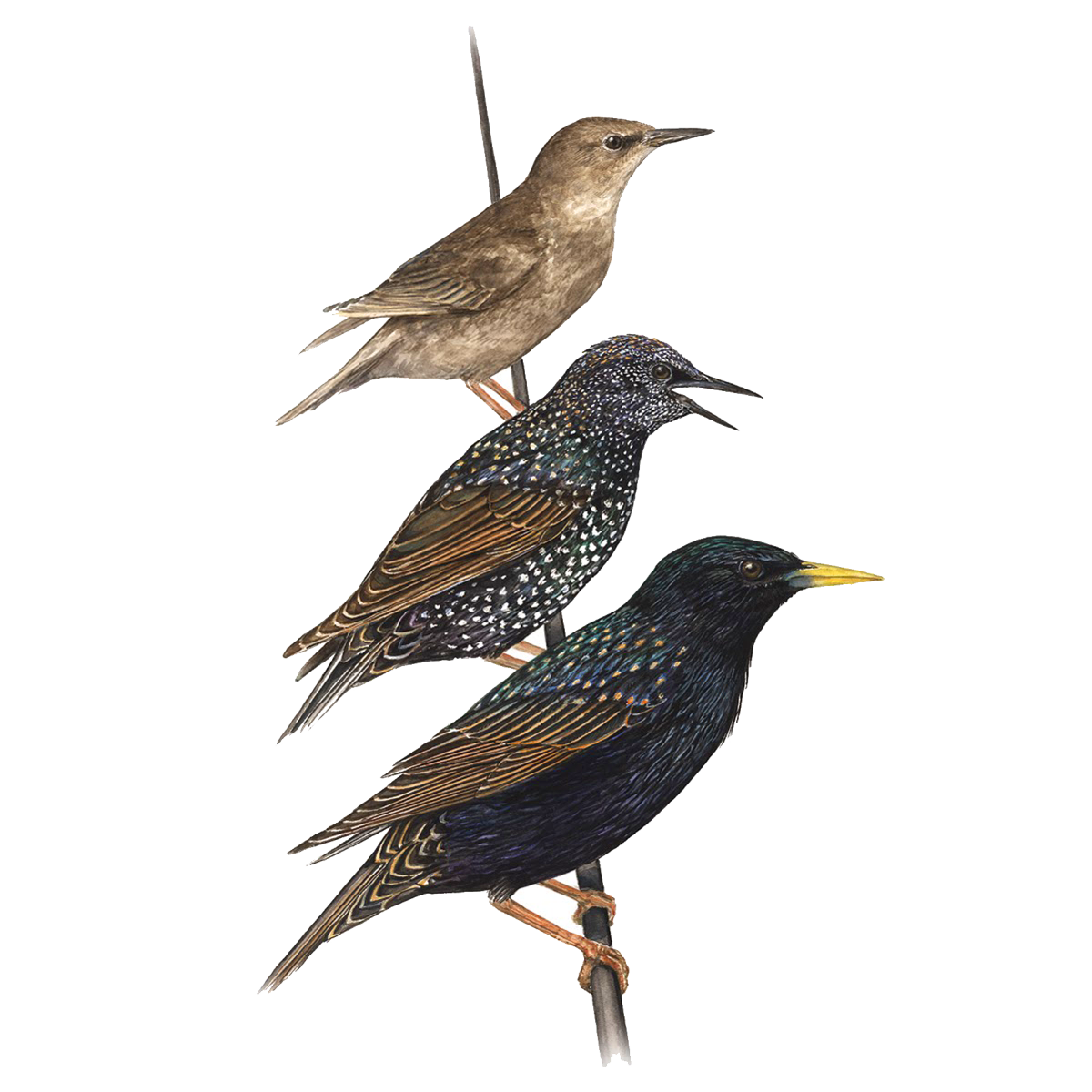 Европейский скворец