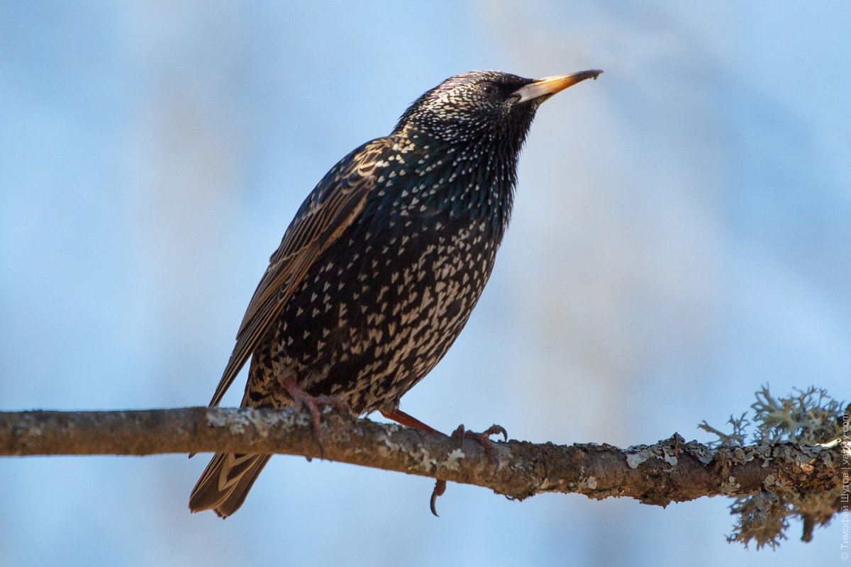 Старлинг птица