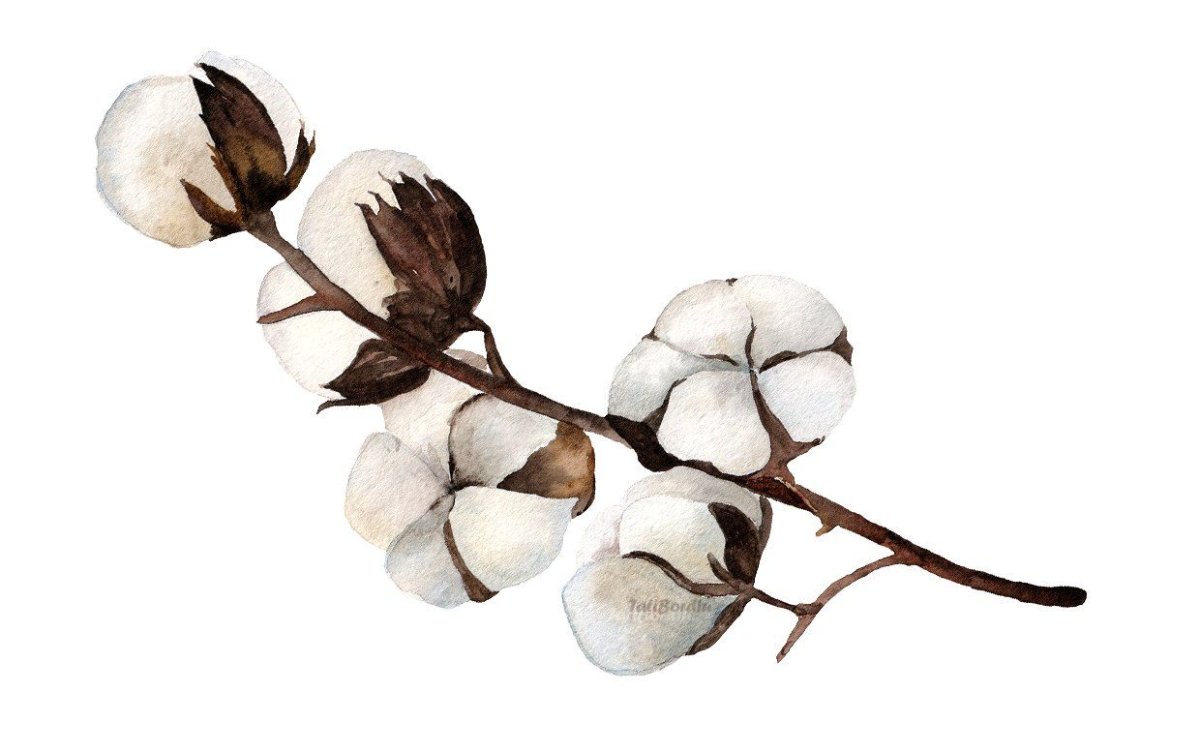Ветка хлопка