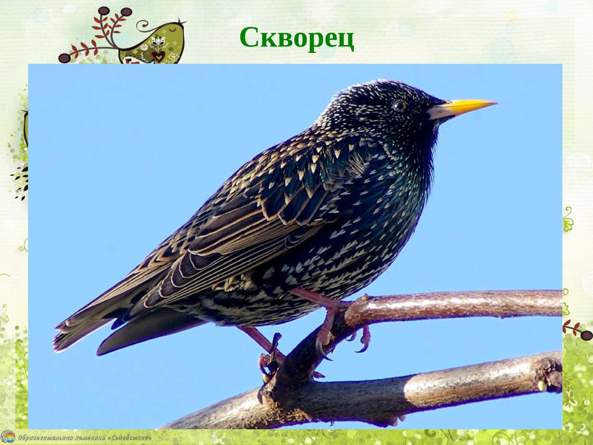 Скворец самка и самец