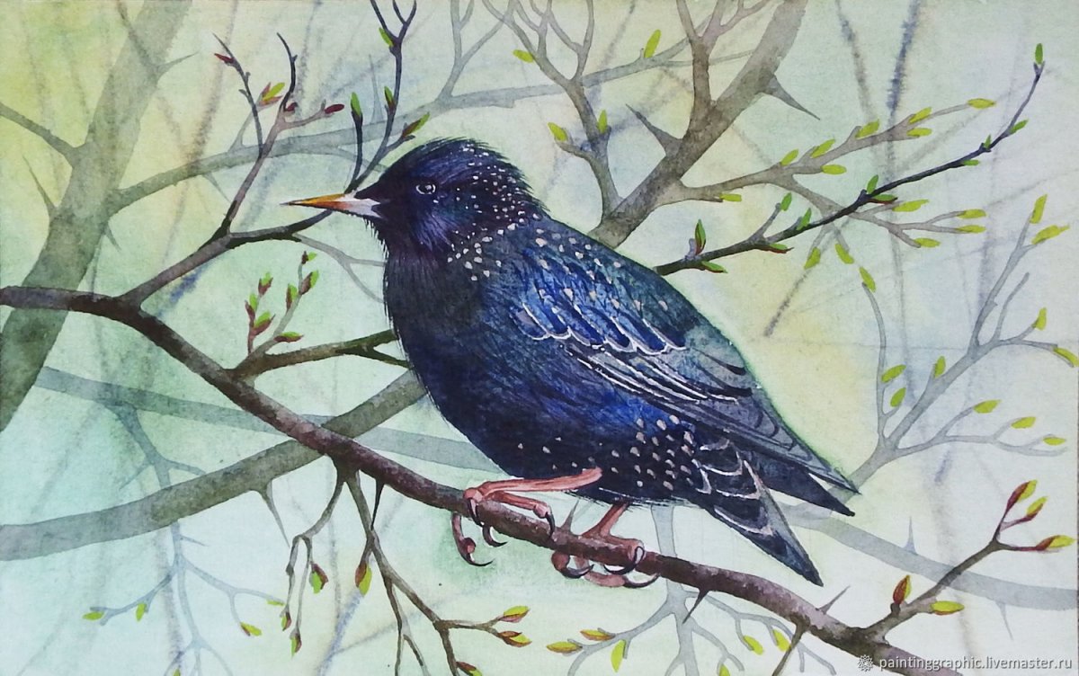 Скворец в полете