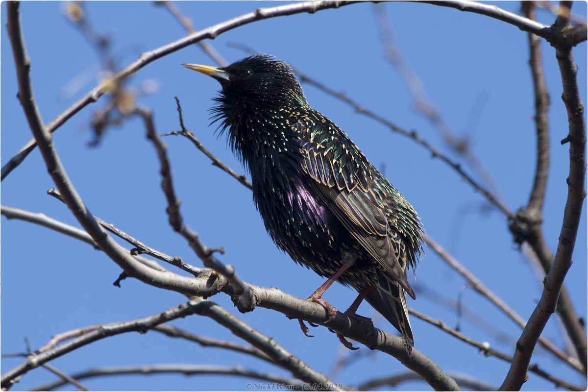 Скворец карандашом