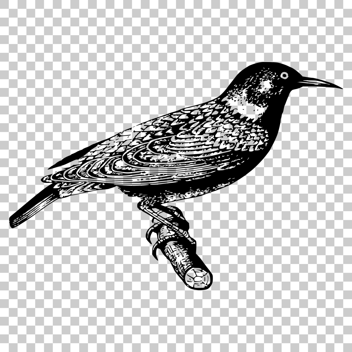 Обыкновенный скворец самка