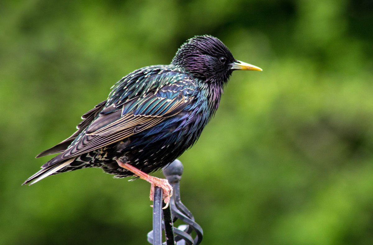 Скворец Перелетная птица