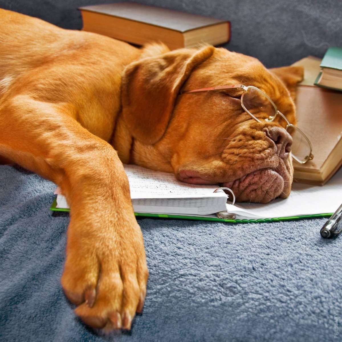 Уставшие животные