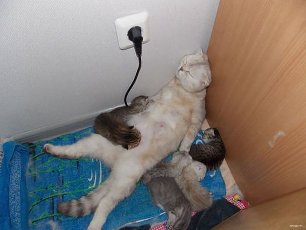 Уставшее животное