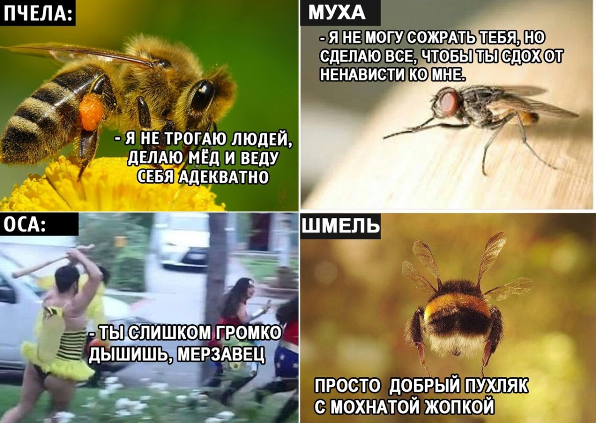 Шмель летать не может