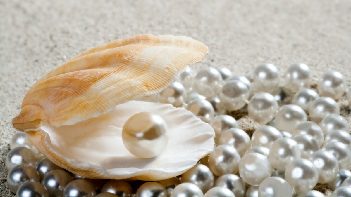 Жемчужина в раковине вектор