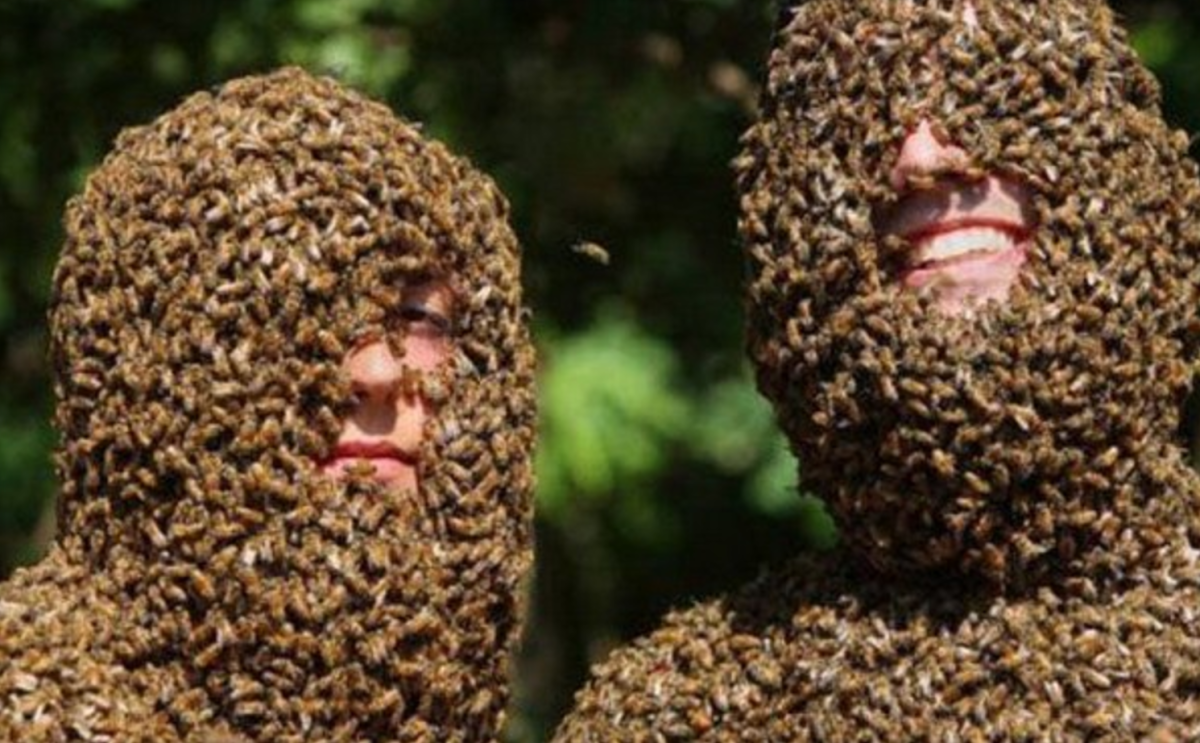 Шмель добрый пухляк