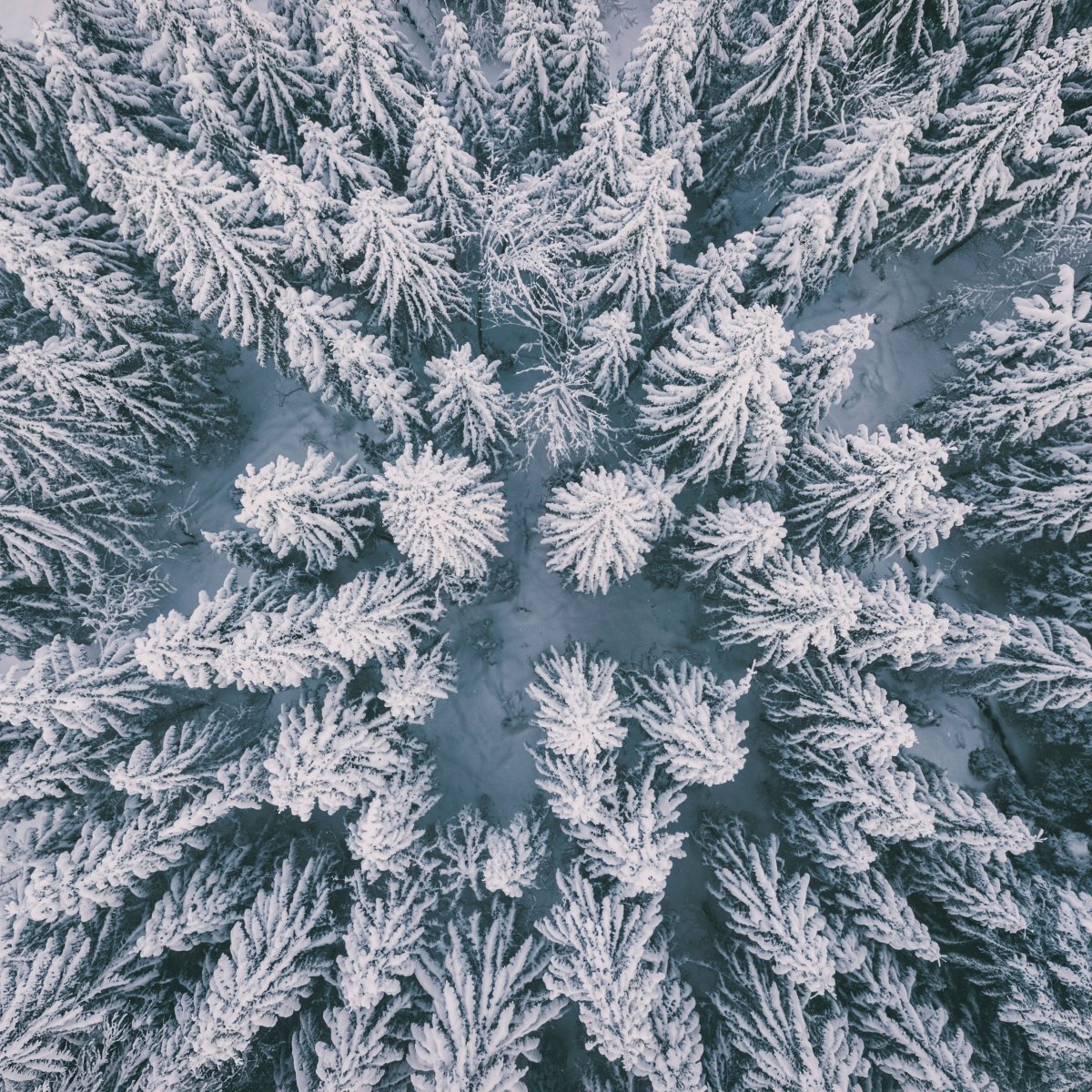 Розовый снег