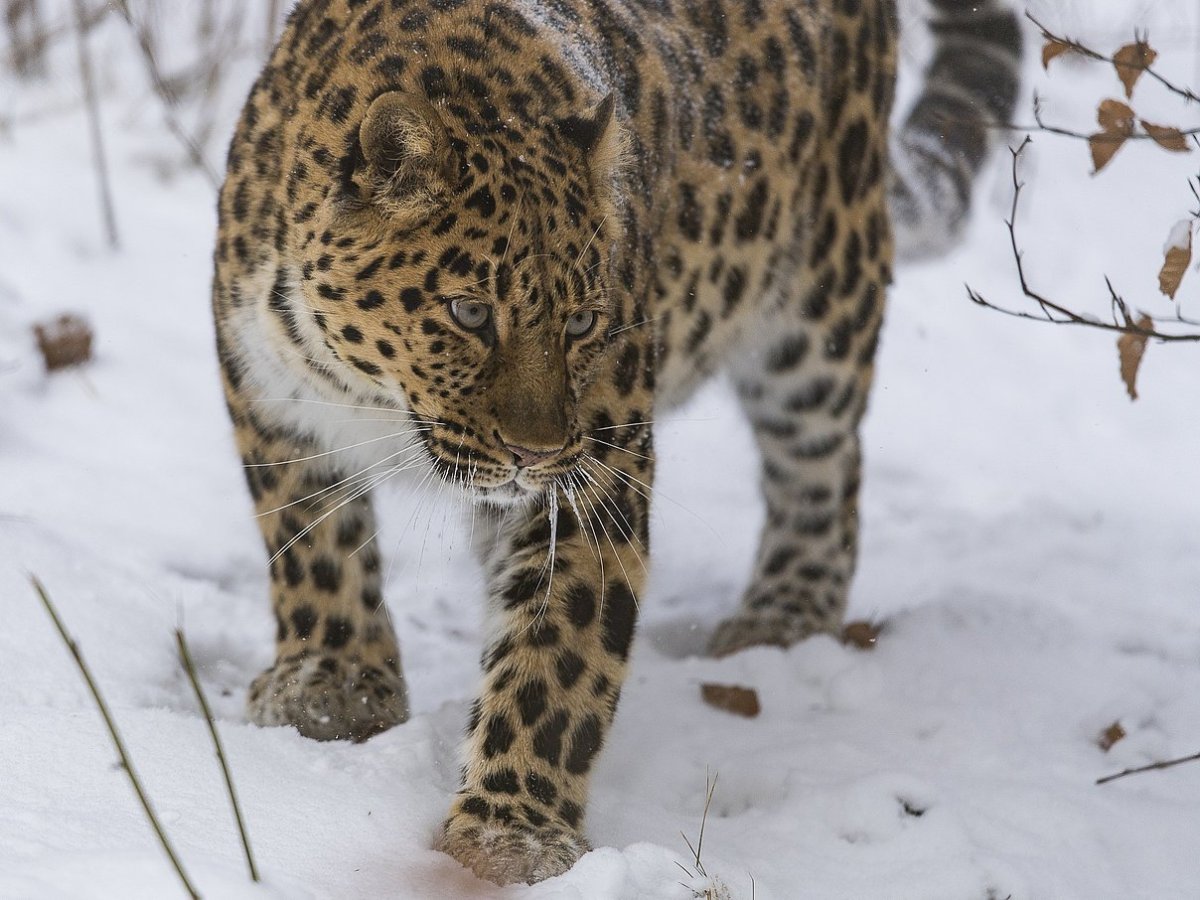 Московский зоопарк леопард мизер