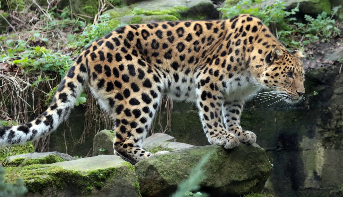 Дальневосточный леопард (Panthera pardus orientalis)