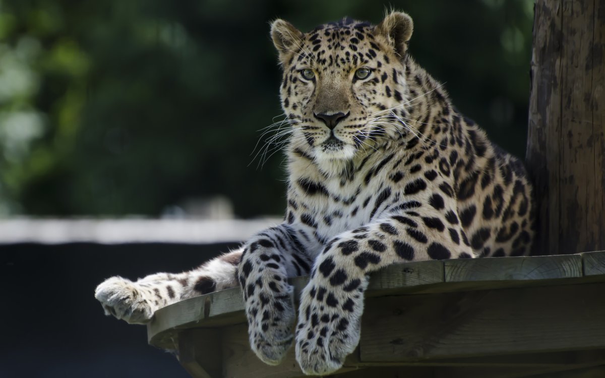 Дальневосточный леопард красивые