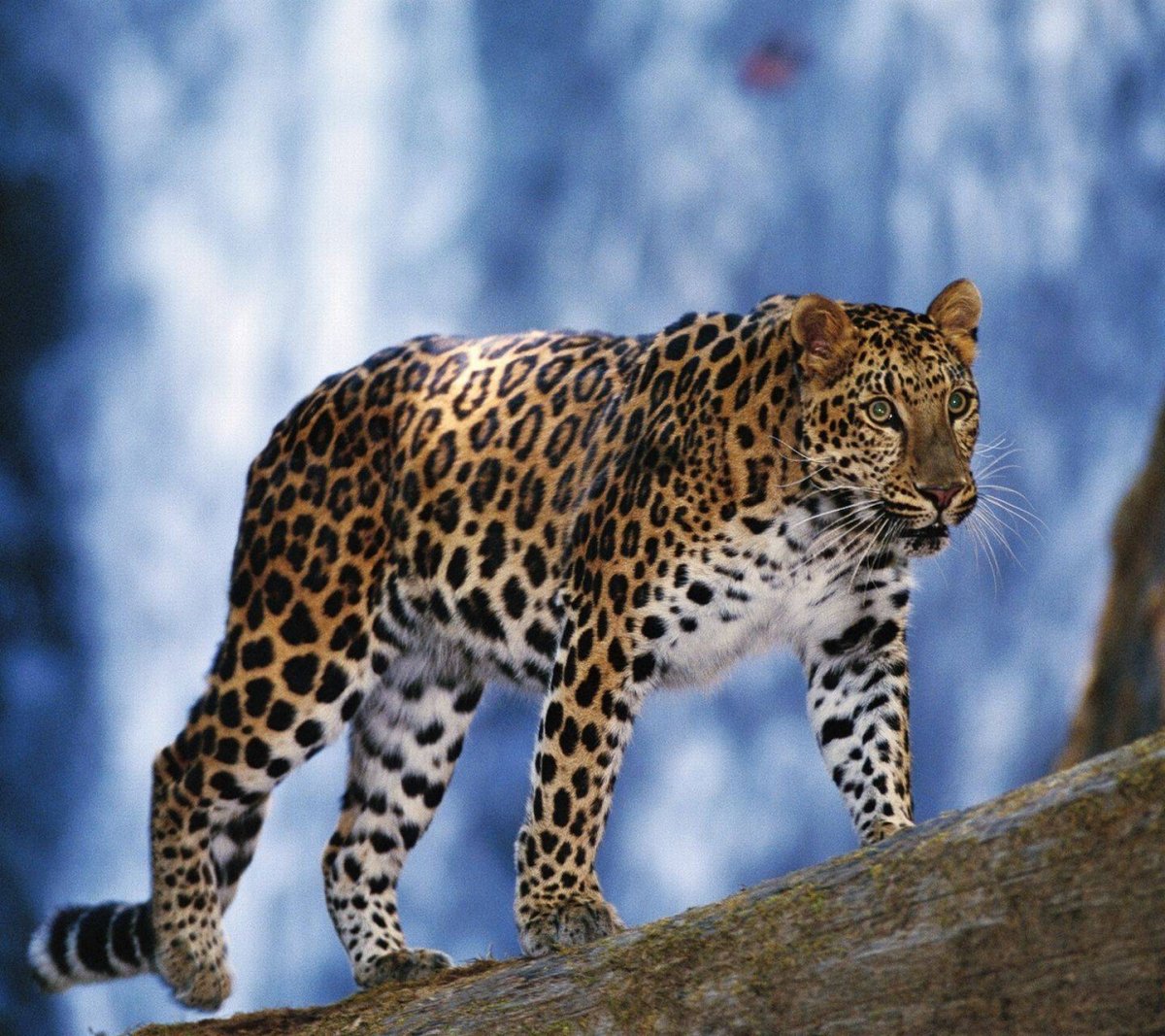 Вики Амурский леопард