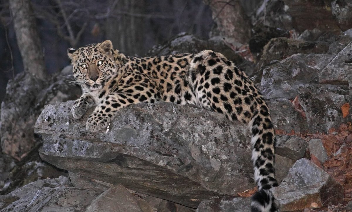 Дальневосточный леопард (Амурский леопард)