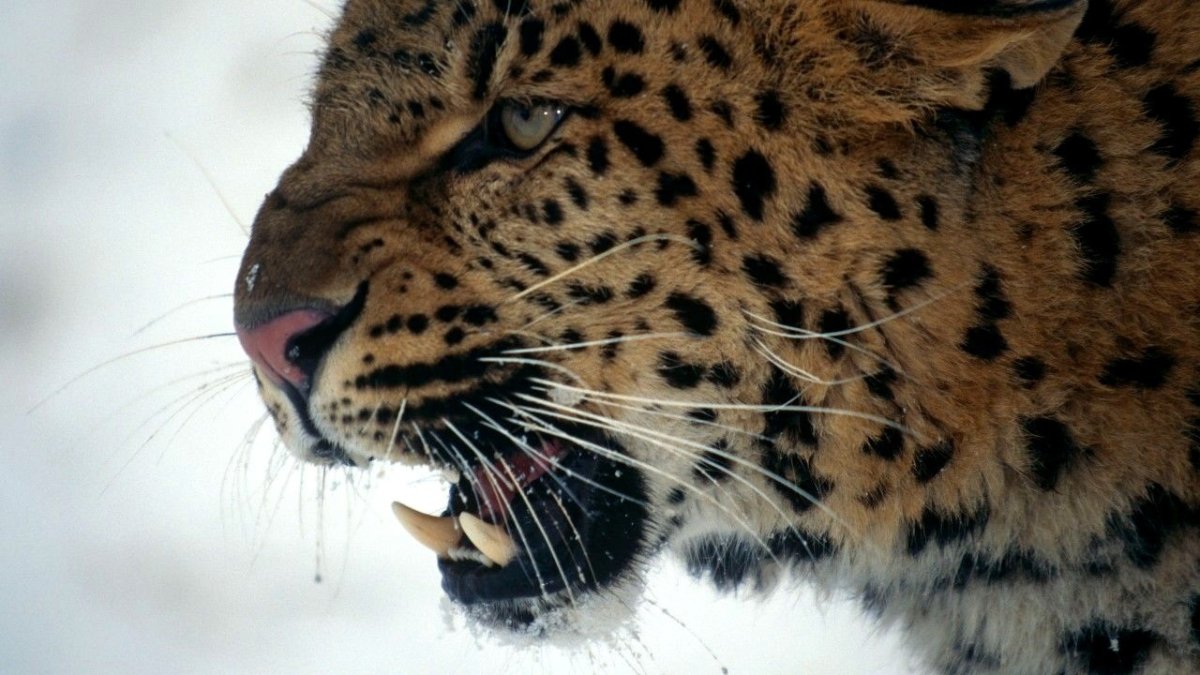 Дальневосточный леопард