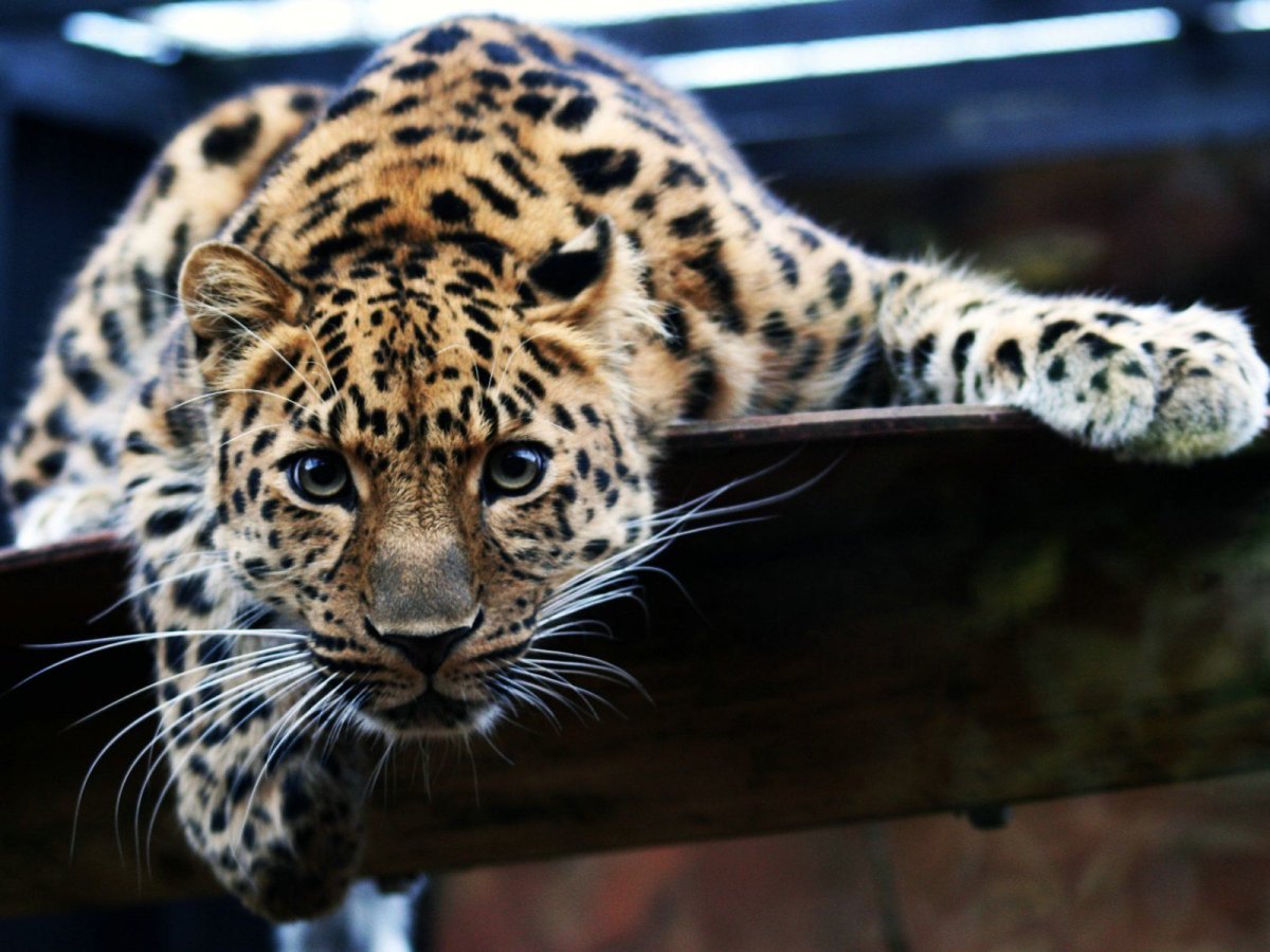 Far Eastern Leopard