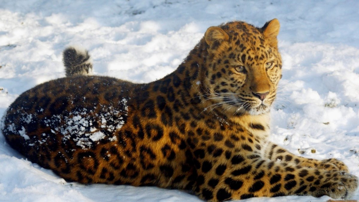 Дальневосточный (Амурский) леопард (Panthera pardus orientalis)