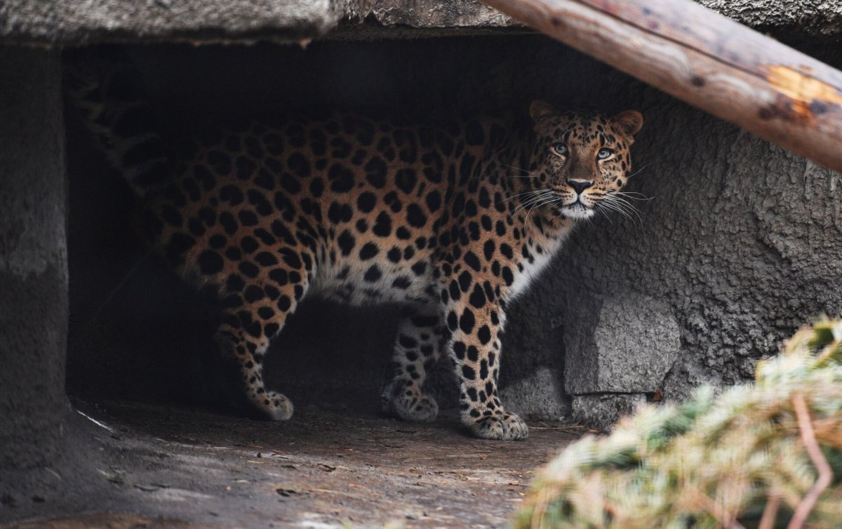 День леопарда