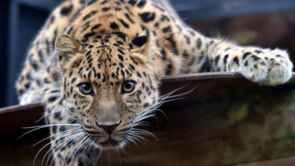 Дальневосточный леопард красная книга 2 класс