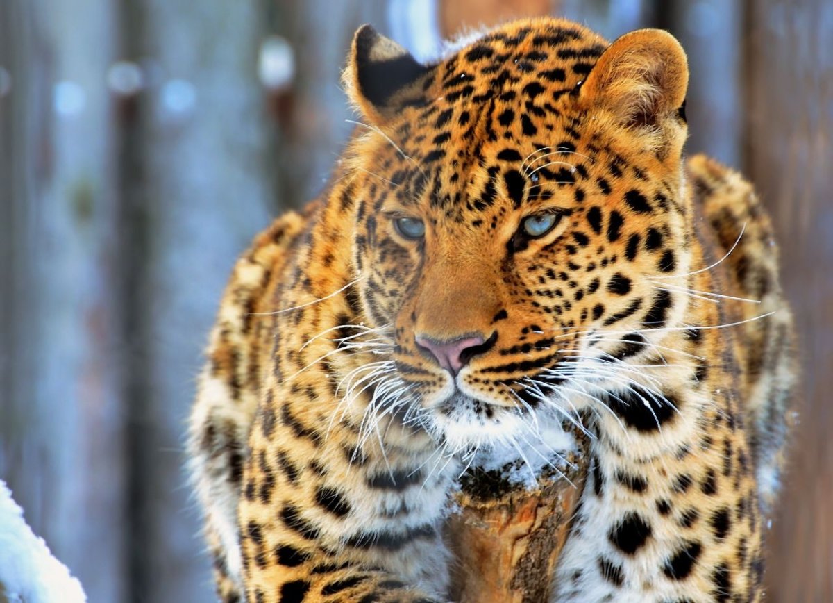 Дальневосточный леопард