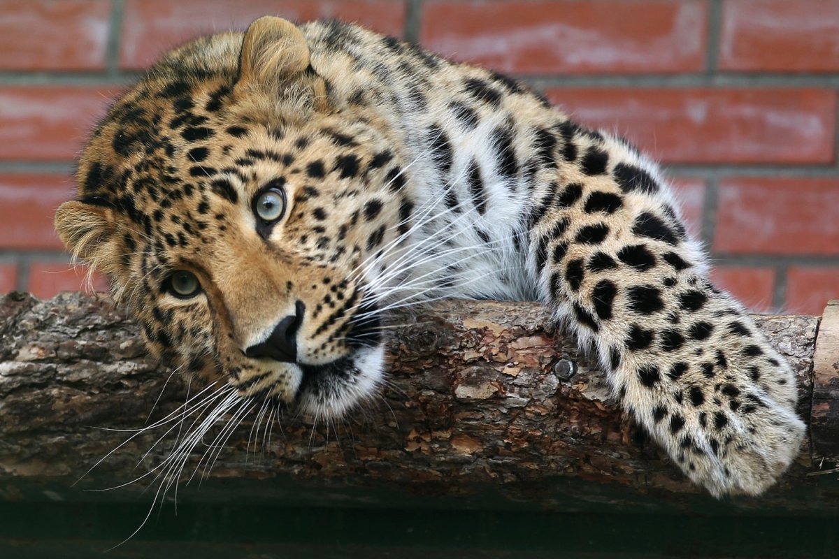 Дальневосточный леопард пантера