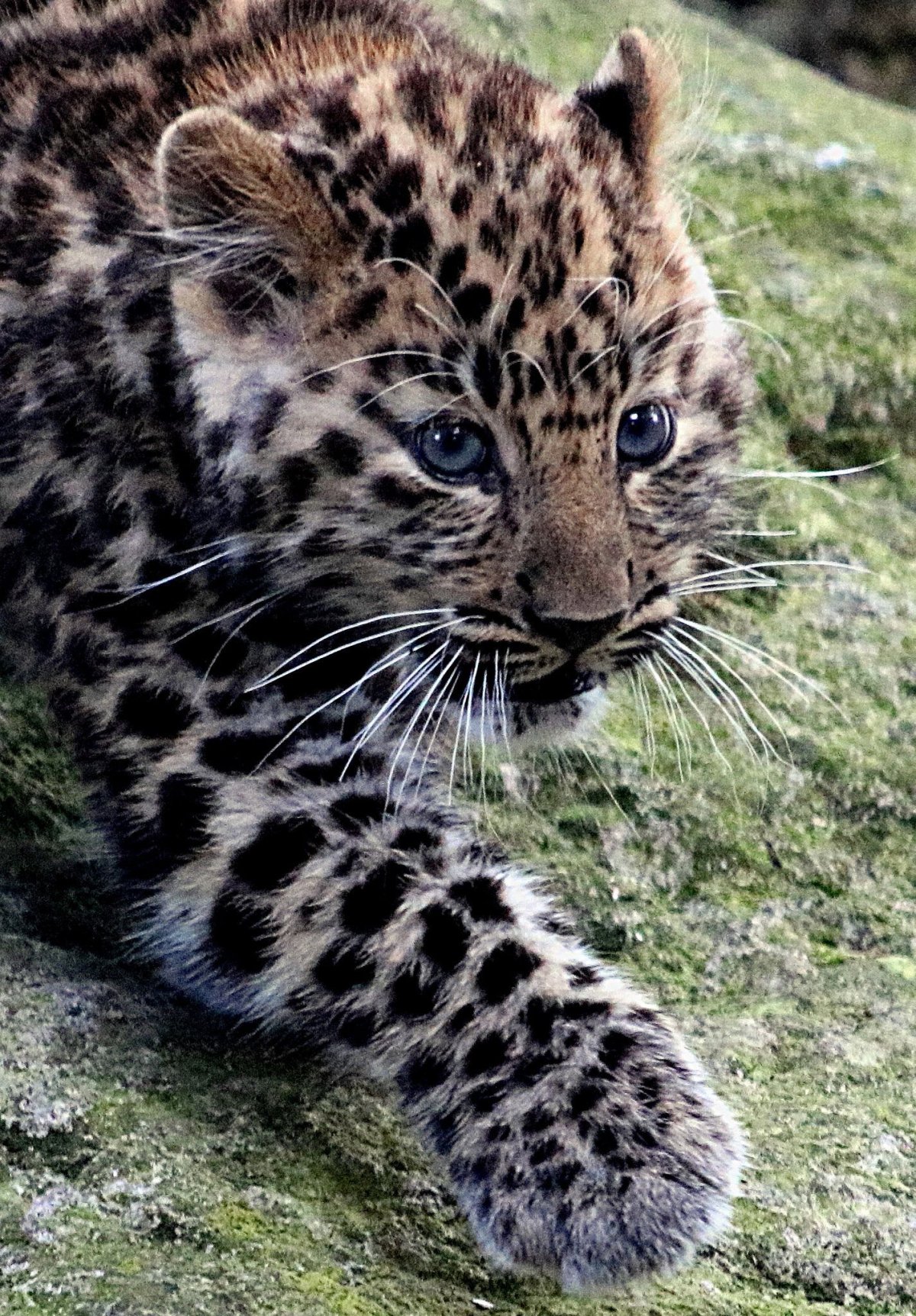 АНО дальневосточные леопарды